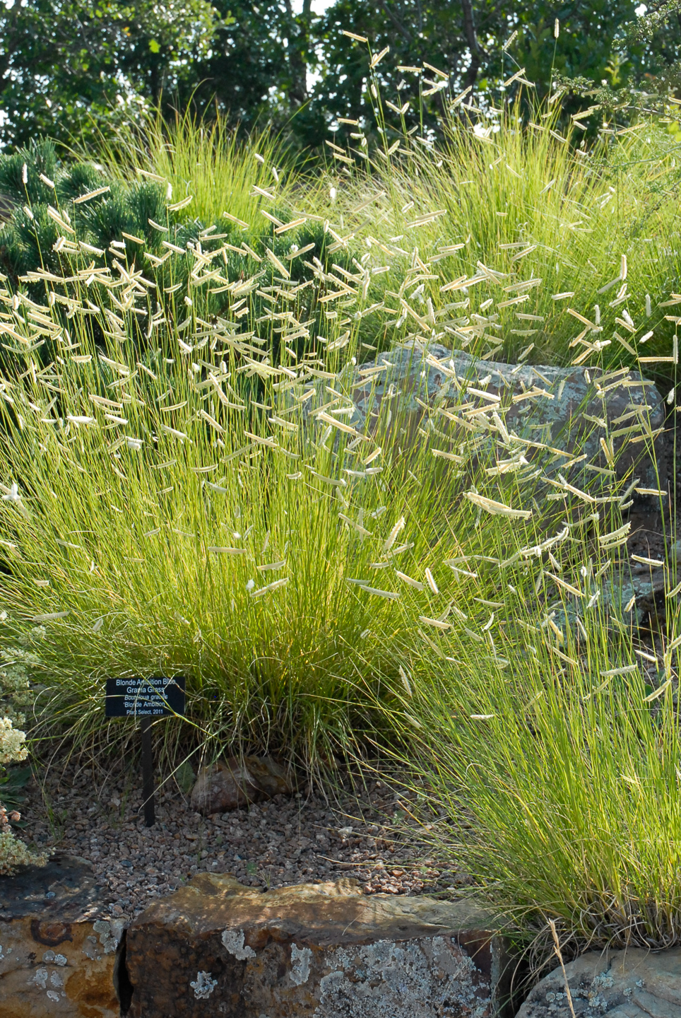 Blonde Ambition Blue Grama Grass